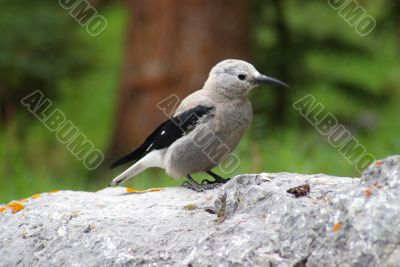 Clark`s Nutcracker 1