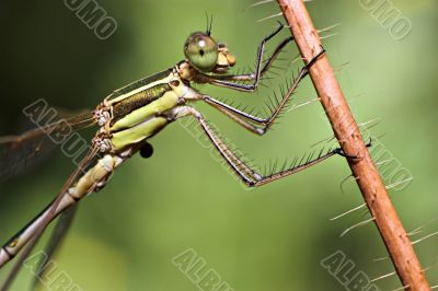 dragonfly closeup (Ischnura species)