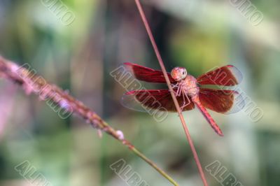 red tropical dragonfly red tropical dragonfly