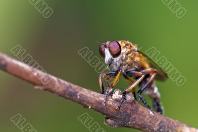 predatorfly closeup on a branch