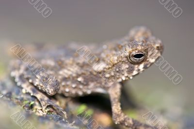 little tropical toad