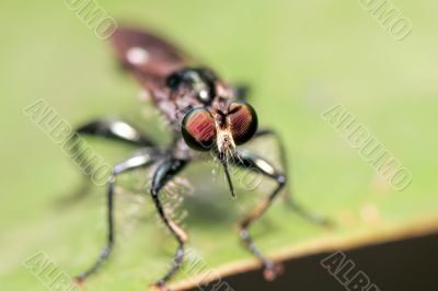 predatorfly closeup on a leaf