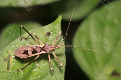 tropical assassin bug tropical assassin bug