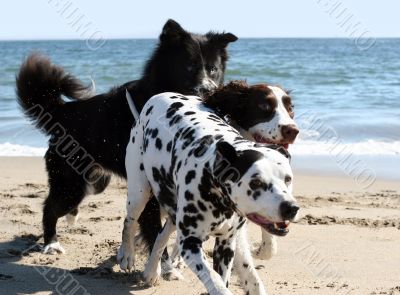 3 dogs running