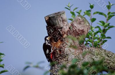 Woodpecker
