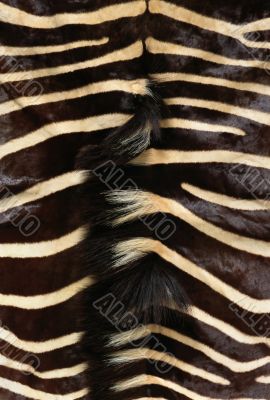 Hide of zebra