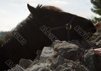 Eating Horse