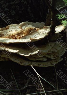 Fungus Fungus