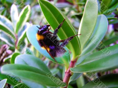 Honeybee Honeybee