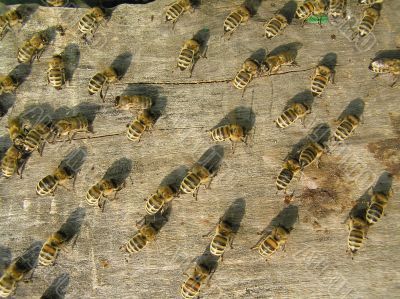 Many Bees on Frame