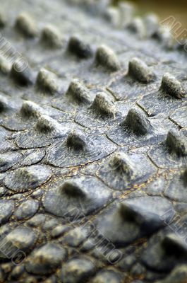 crocodile skin