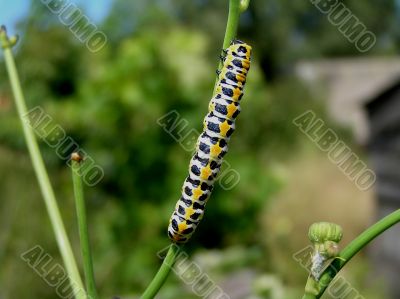 Big caterpillar on a stalk