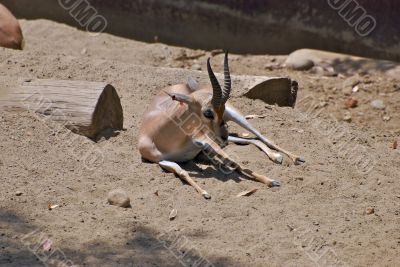 Speke`s Gazelle