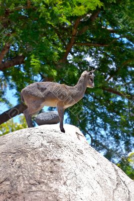 klipspringer