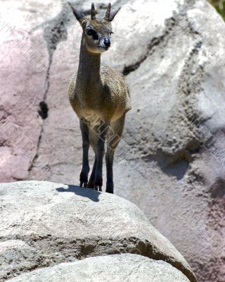 klipspringer