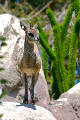klipspringer