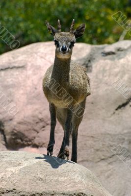 klipspringer