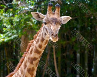 giraffe