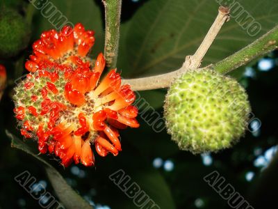 wild fruit wild fruit