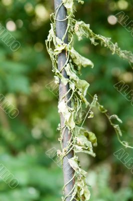 bindweed