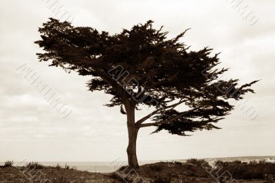 Tree on the beach