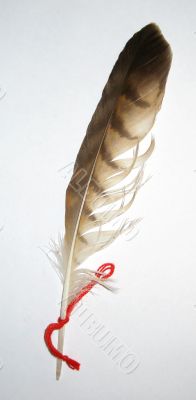 Variegated feather