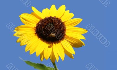Bee on a sunflower