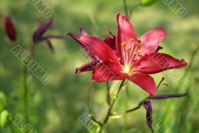 red lily