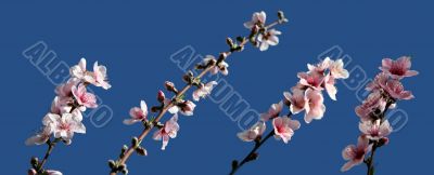 Peach blossom