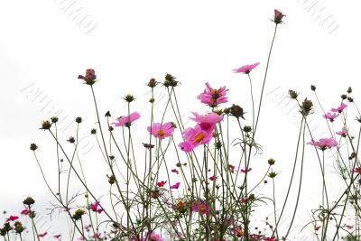 red flowers