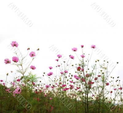 red flowers