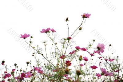 red flowers