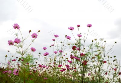 red flowers