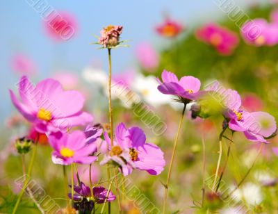 red flowers