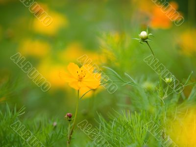 orange flowers