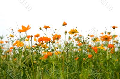 orange flowers