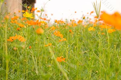 orange flowers