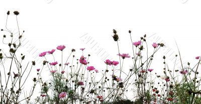 red flowers