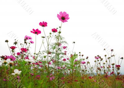 red flowers