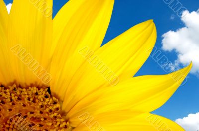 sunflower against blue sky