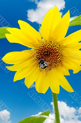 Bumblebee on a sunflower