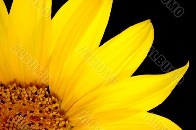 Fresh sunflower, isolated