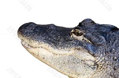 Alligator