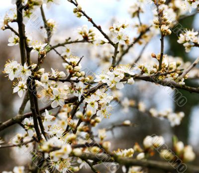 cherry blossoms
