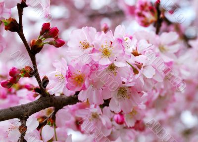 cherry blossoms