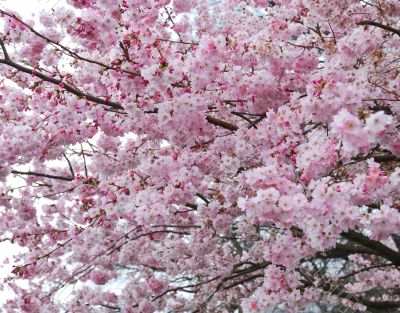 cherry blossoms