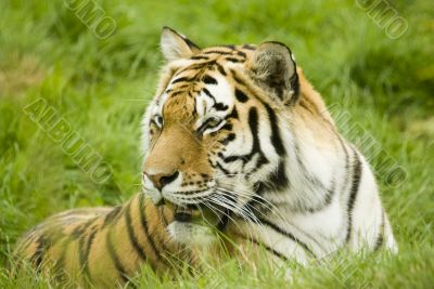 Amur Tiger