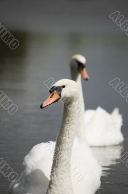 Mute Swan