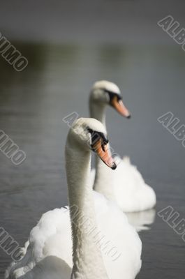 Mute Swan