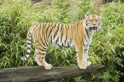Amur Tiger